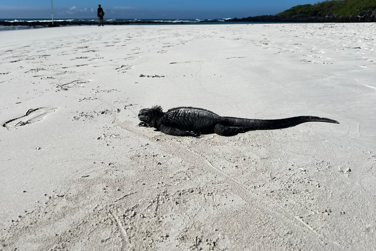 Galápagos: Sightseeing Tour to Tortuga Bay with Crystal-Clear Waters and Kayak