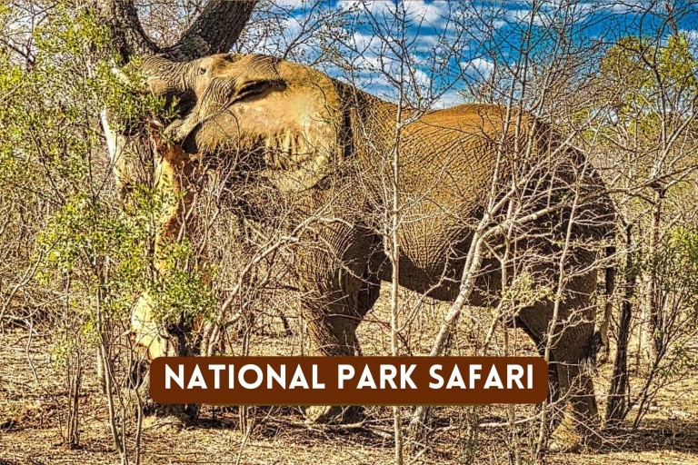 Chutes Victoria : Safari dans le parc national du ZambèzeVisite en petit groupe