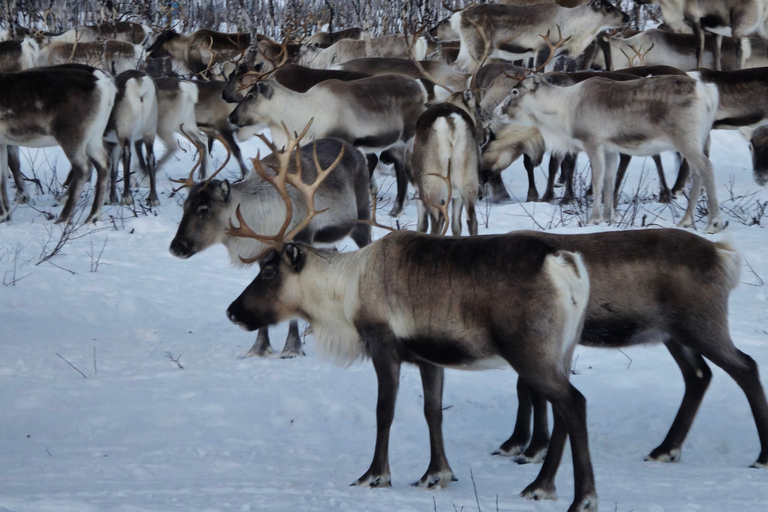 Arctic Morning - Snowshoe Experience (Private tour)
