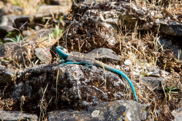 Bahir Dar: 3-Day Northern Ethiopia Cultural & Scenic Tour