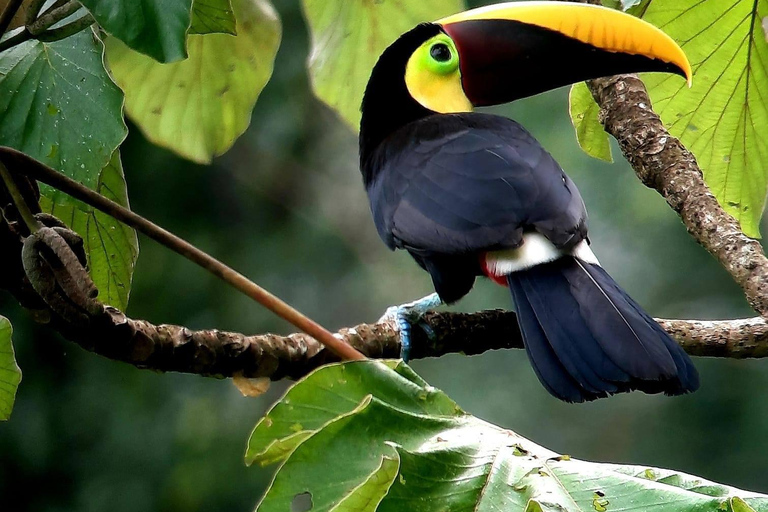 Puerto Jiménez: Private 1-Day Tour to Sirena in Corcovado