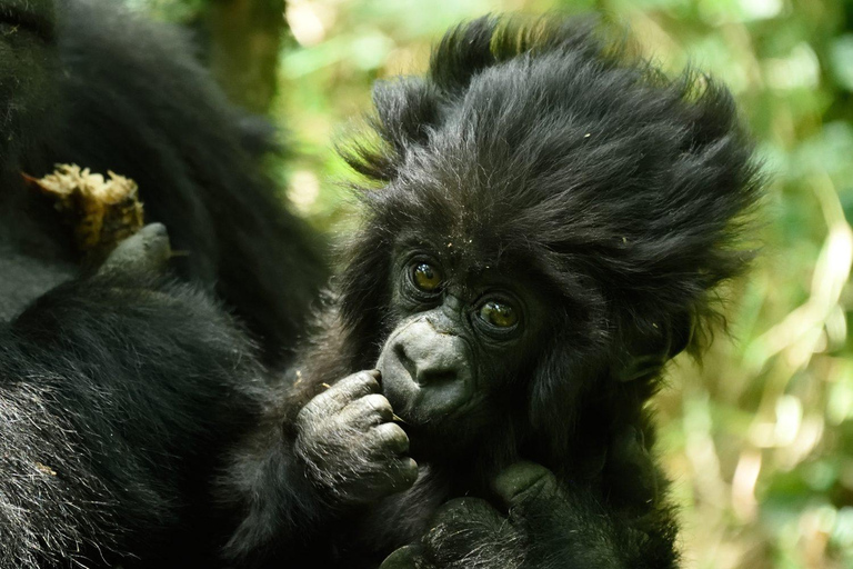 4 Days of Wildlife, Gorillas and Golden Monkey Trekking