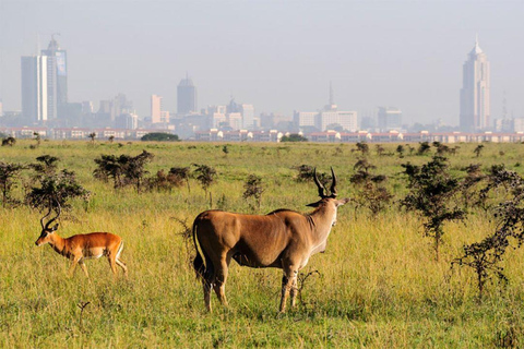 Półdniowa przejażdżka do Parku Narodowego Nairobi