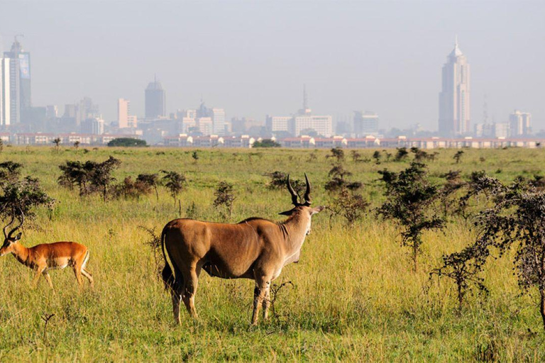 Nairobi National Park Half-Day Game Drive