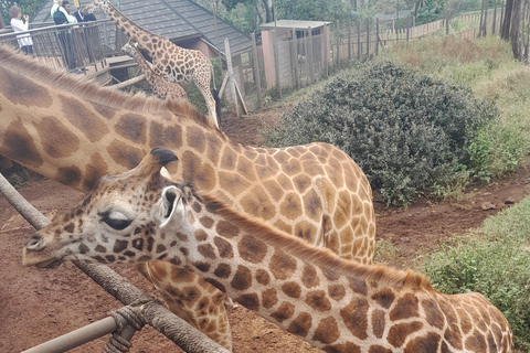 Półdniowa wycieczka all inclusive do centrum żyraf i David Sheldrick TourSierociniec żyraf i słoni