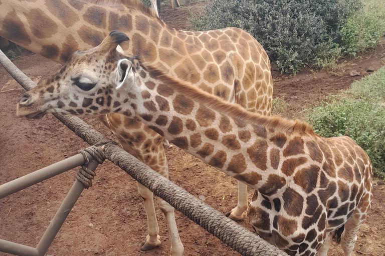 Półdniowa wycieczka all inclusive do centrum żyraf i David Sheldrick TourSierociniec żyraf i słoni