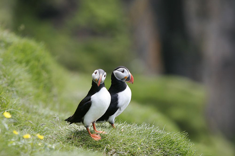 Reykjavik: excursão de 1 hora para observação de papagaios-do-marReykjavik: Excursão de 1 hora para observação de papagaios-do-mar