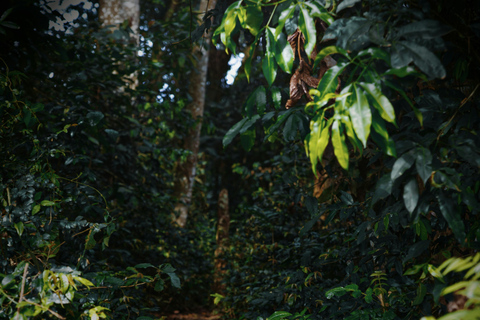Medellín: Jungle Trekking, Waterfall Swim, & Coffee Tour