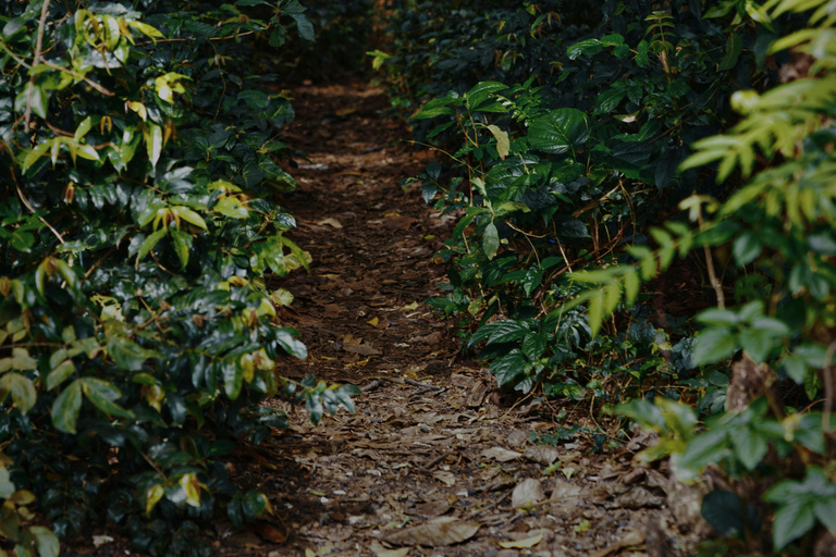 Medellín: Jungle Trekking, Waterfall Swim, & Coffee Tour