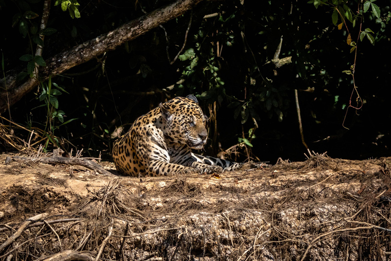 From Udaipur: 3-Day Jawai Leopard Safari & City Tour
