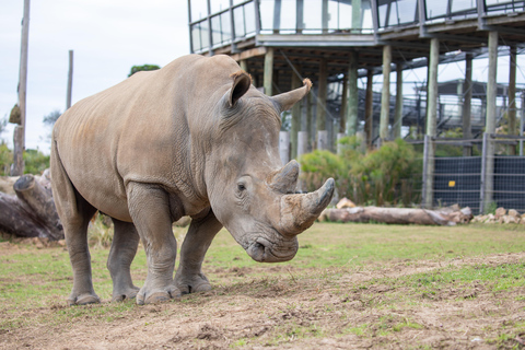 Sydney: Inträdesbiljett till Sydney Zoo