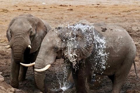 Victoria Falls: Zambezi National Park Safari Transfer