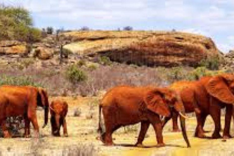 Day Tour to Tsavo East National Park