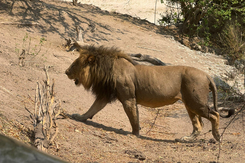 From Livingstone: Luxury Full‑Day Chobe Safari