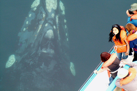 From Puerto Madryn: Full-Day Valdes Peninsula Tour