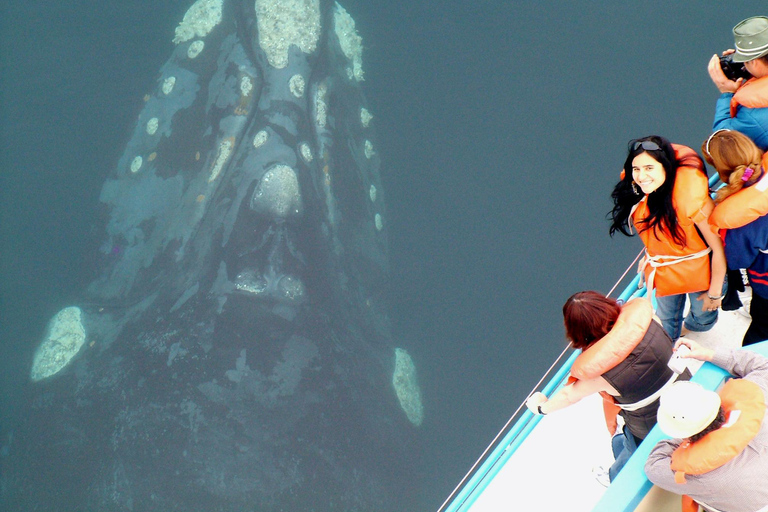 From Puerto Madryn: Full-Day Valdes Peninsula Tour