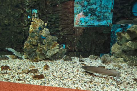 Hurghada: Hurghada City Tour with optional Red Sea Aquarium Group Hurghada City Tour