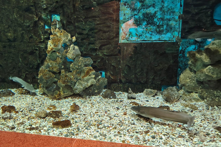Hurghada: Hurghada City Tour with optional Red Sea Aquarium Group Hurghada City Tour