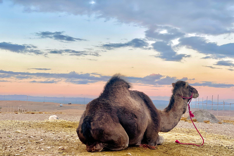 Marrakech:Verken woestijn Agafay Kameel&Quad met Diner&Show