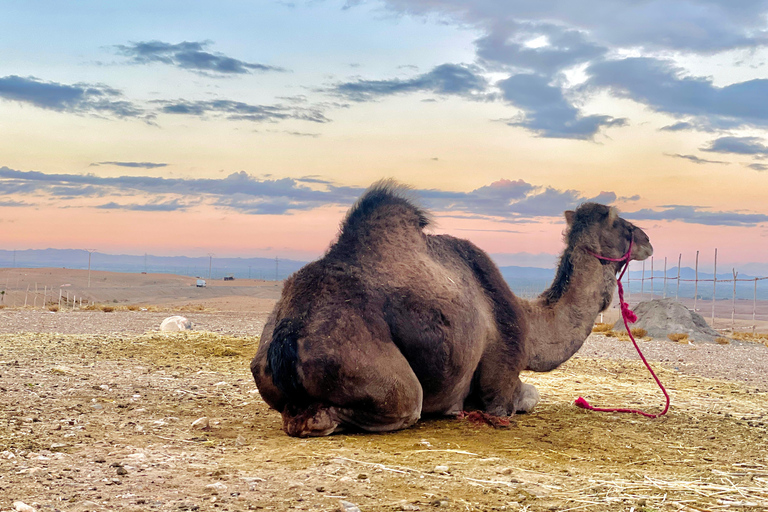 Marrakesch:Erkunde die Wüste Agafay Kamel&Quad mit Abendessen&Show