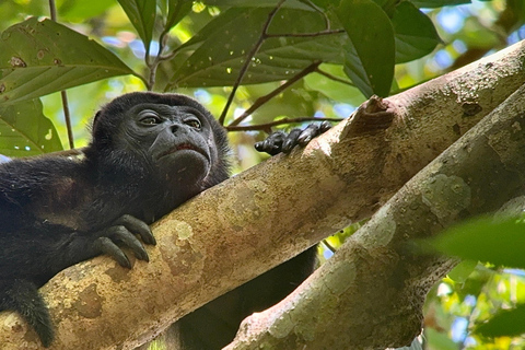 Nationaal Park Corcovado: Eendaagse tour vanuit Puerto Jimenez!