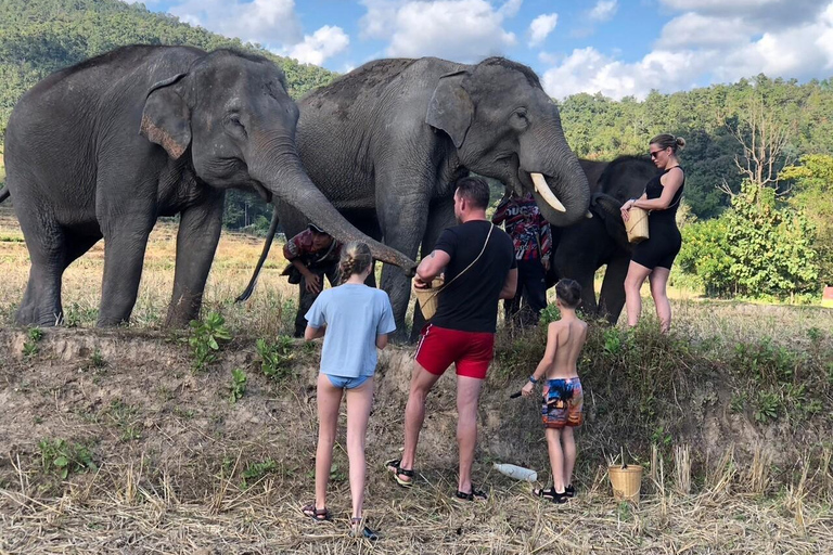Chiang Mai : Visite de deux jours du sanctuaire du Temple des éléphants