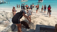 Nassau, Pigs de natation Visite en bateau privé - jusqu'à 7 personnes - Hizvo