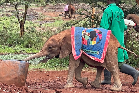 Excursão de um dia ao Parque Nacional, Bebê Elefante e Centro de Girafas