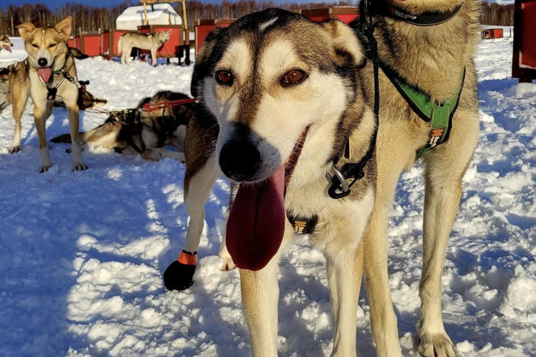 Talkeetna: تجربة تزلج الكلاب في فصل الشتاء في ألاسكا
