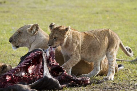 Viagem de 1 dia para a cratera de NgorongoroViagem de 1 dia à Cratera de Ngorongoro