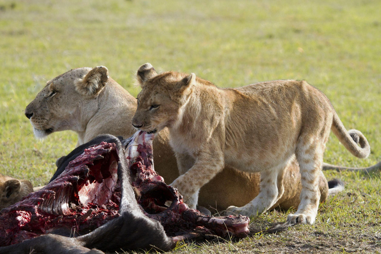 Viagem de 1 dia para a cratera de NgorongoroViagem de 1 dia à Cratera de Ngorongoro