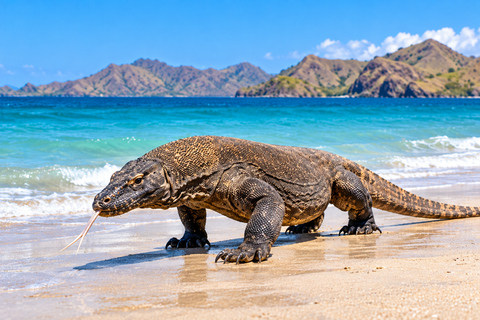 Day Trip to Komodo with Luxury Boat Dragon Guarantee & Drone