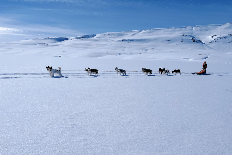 Nordkjosbotn: Dog Sledding and Puppy Visit from Tromsø