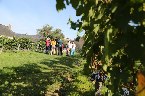 Full day wine tour with lunch at the winery : Vouvray&amp;Chinon