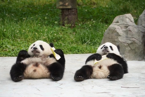 1 journée d'excursion à Chengdu pour observer le panda géant et à Leshan pour observer le bouddha géantOption standard