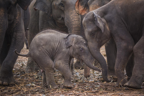 Sri Lanka: fauna e spiaggia