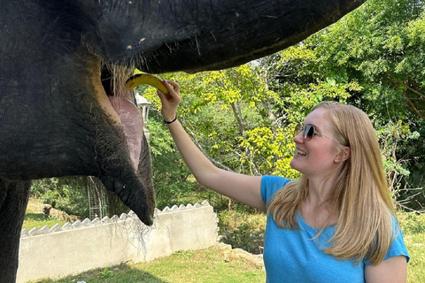 Jaipur: Hathigao Elephant Village Ride, Feeding, & Photos Riding, Feeding, Climbing And Photography with Elephant