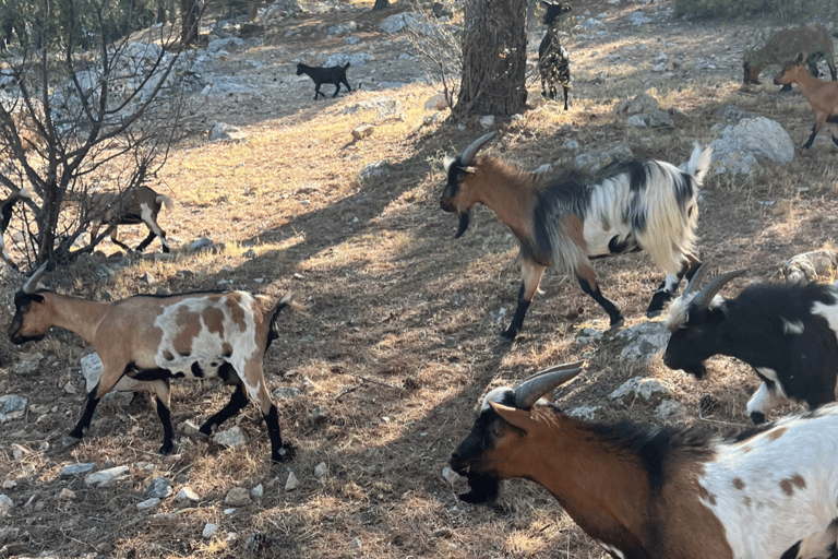 Tra mare e colline: sulle tracce di Allauch, Aix e MarsigliaAix, Allauch, Marsiglia: Privato