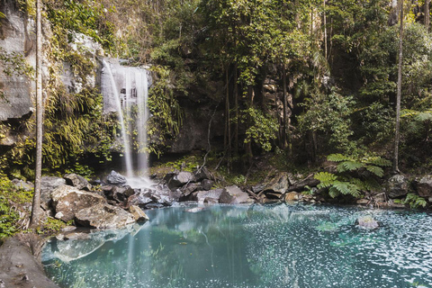 Brisbane: Hop on Hop off-buss till Tamborine Mountain