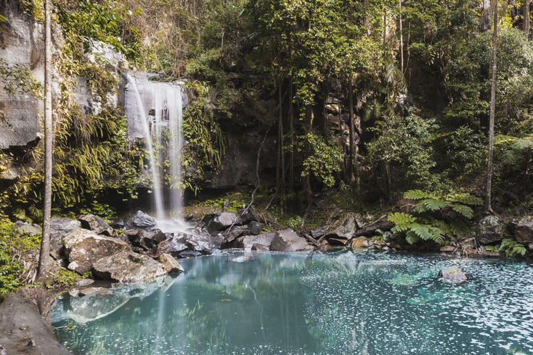 Brisbane: autobus hop-on hop-off do Tamborine Mountain