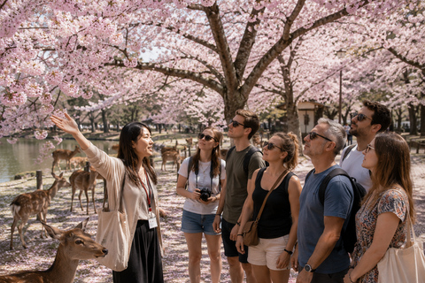 Nara Park: Deer & Healing Forest Guided Tour with Stories