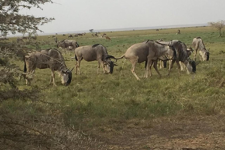 Au départ de Nairobi : Safari de 2 jours dans le parc national d&#039;Amboseli