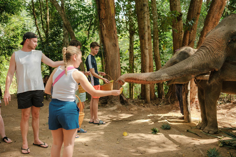 Krabi: Olifanten voeren en fotograferen