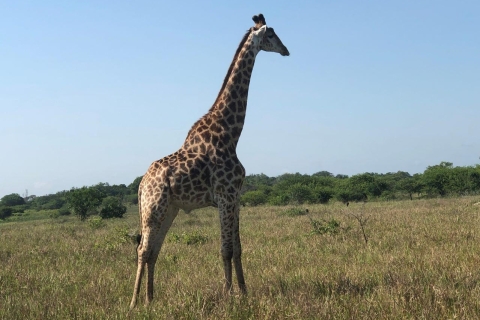 Park Narodowy Bush i Plaża Maputo2 dni safari