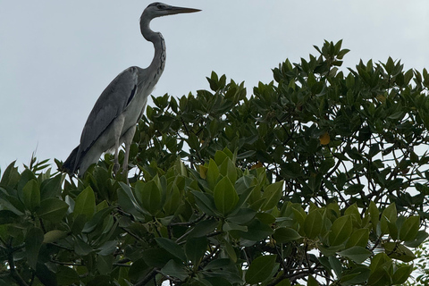 Tour en barco al atardecer por la laguna de Negombo y el canal holandésTour en barco por la laguna de Negombo y el canal holandés al atardecer