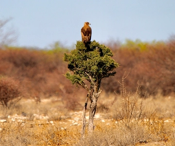 4 days Etosha National Park and Swakopmund Lodging