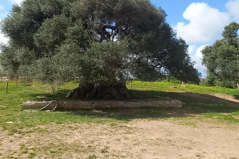 From Tunis: Berber Heritage & Organic Olive Oil Tasting Tour Tunis-Hammamet: Organic Olive Oil Mill Tour & Tasting