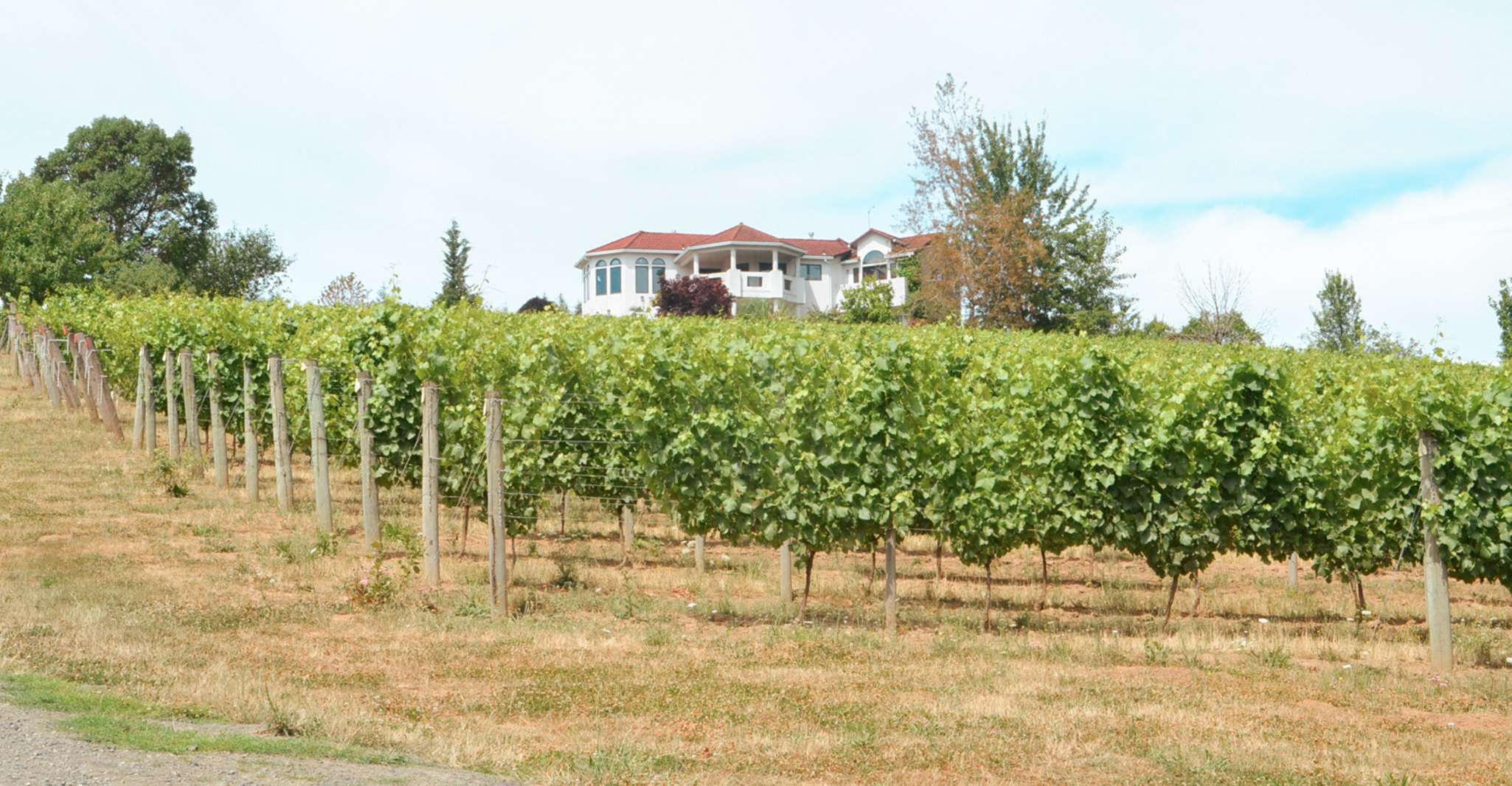 Willamette Valley Wine Tour (Tasse di degustazione incluse) - Hizvo