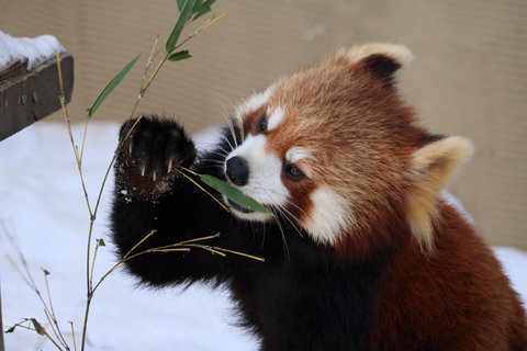 Asahiyama Zoo &amp; Bibai Snow Land Snow Play Experience