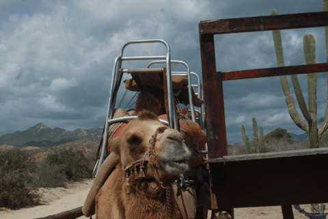 Cabo San Lucas: Amazing Camel Adventure on the Beach